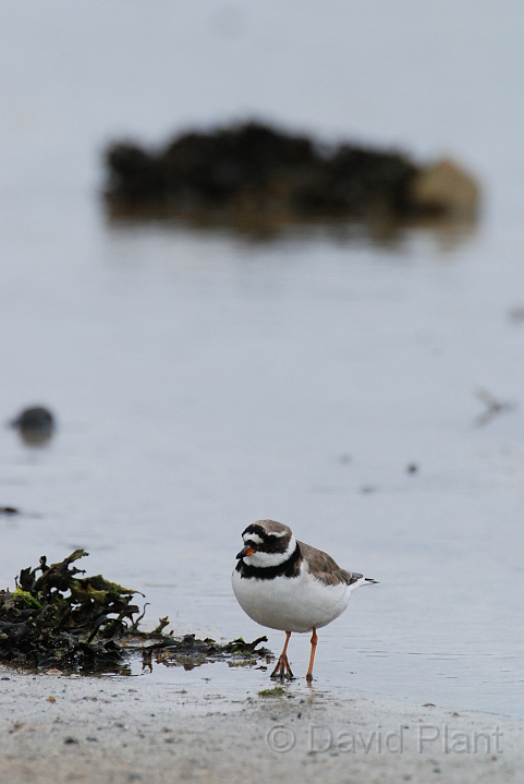 Ringed plover - C.JPG - Ringed plover - Shetland Islands